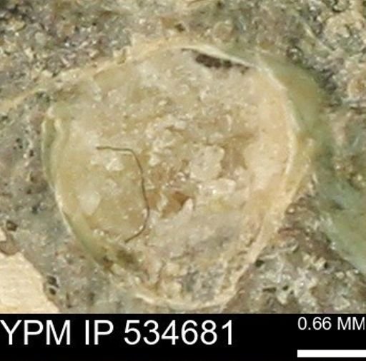 Protocardia subquadrata