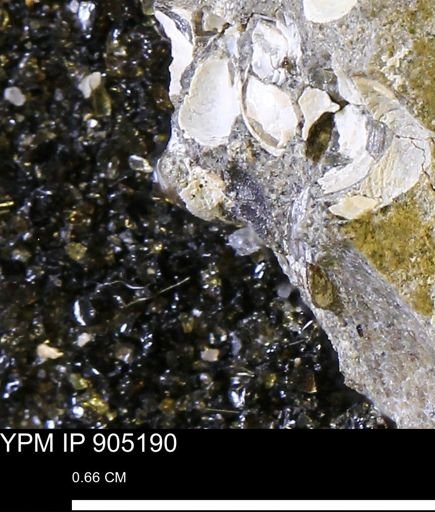 undet. Mollusca