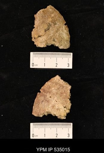 Placenticeras sp.