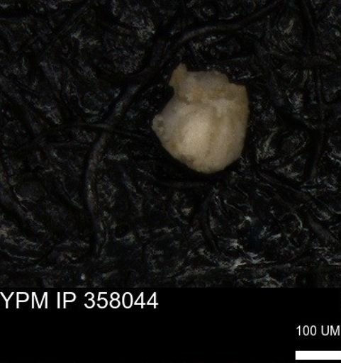 undet. Foraminiferida