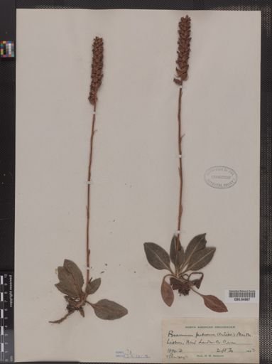 Peramium pubescens
