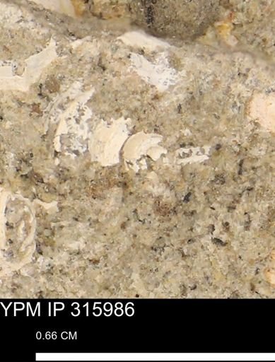 undet. Gastropoda