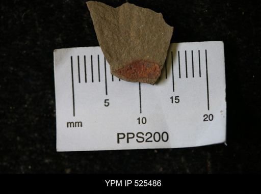 undet. Synziphosurina