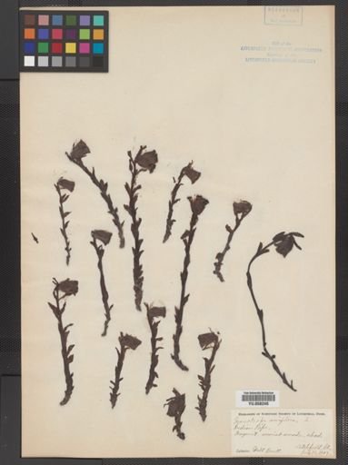 Monotropa uniflora