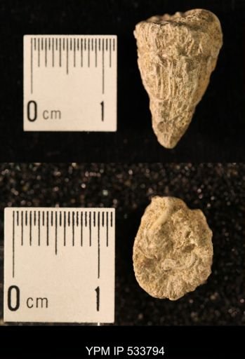 Ellipsosmilia inauris