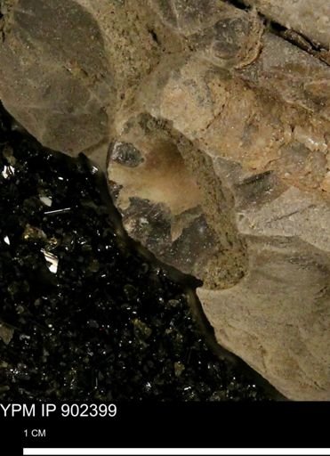 Baculites