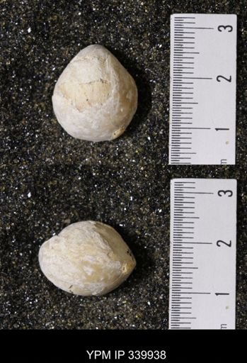 Kingena wacoensis