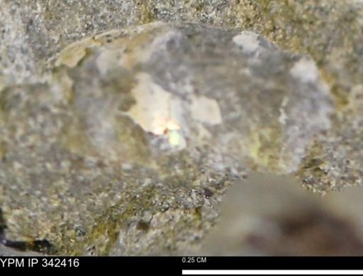 undet. Ammonoidea