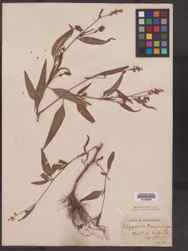 Polygonum pensylvanicum