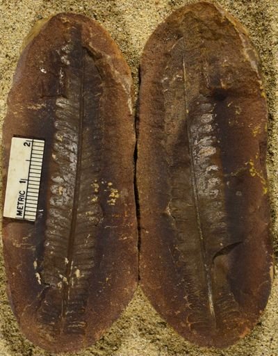 Pecopteris sp.
