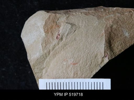 undet. Ichnofossil
