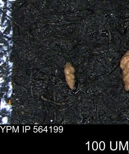 Verneuilina canadensis