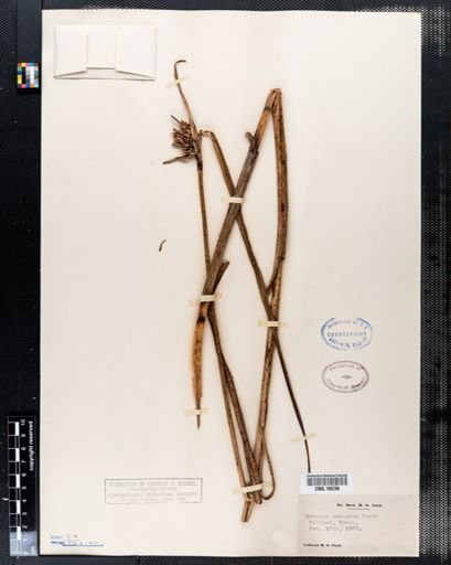 Scirpus robustus