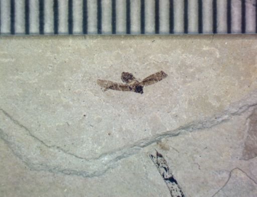 undet. Hemiptera