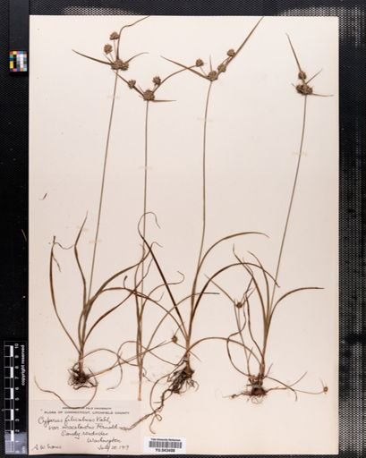 Cyperus filiculmis