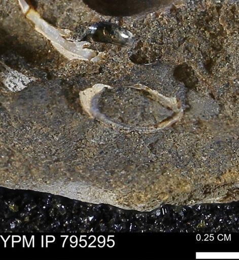 Cucullaea sp.