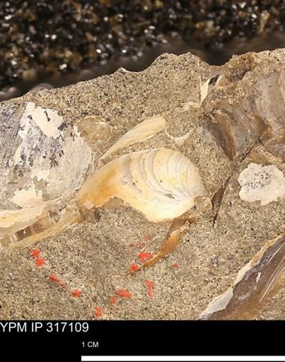 undet. Bivalvia