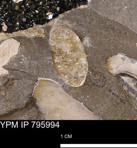 Baculites sp.