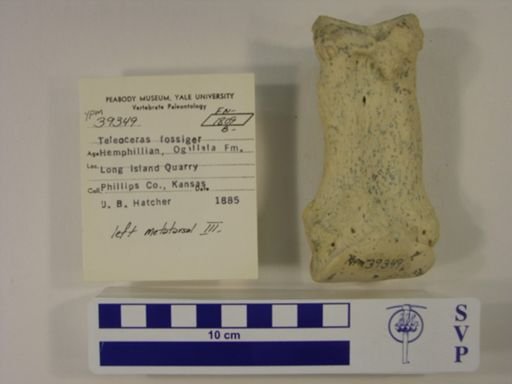 Teleoceras fossiger