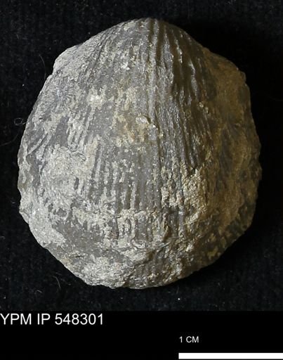 Stropheodonta subnavalis