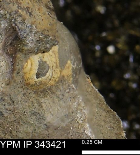 undet. Gastropoda