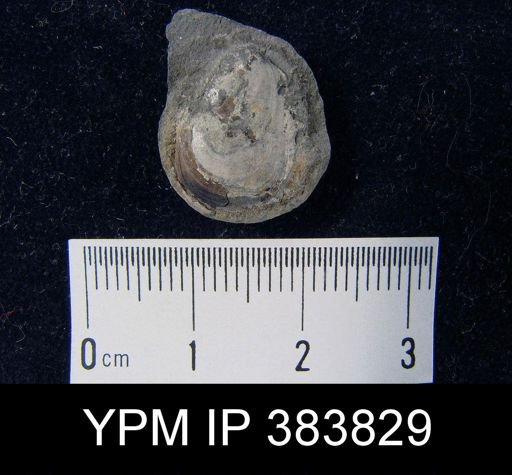 Lingula squamiformis