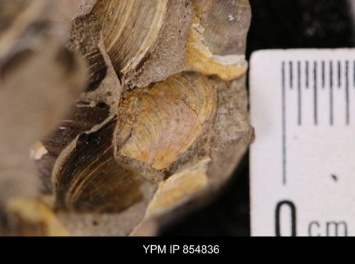 Limopsis striatopunctatus