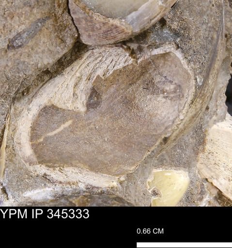 undet. Bivalvia