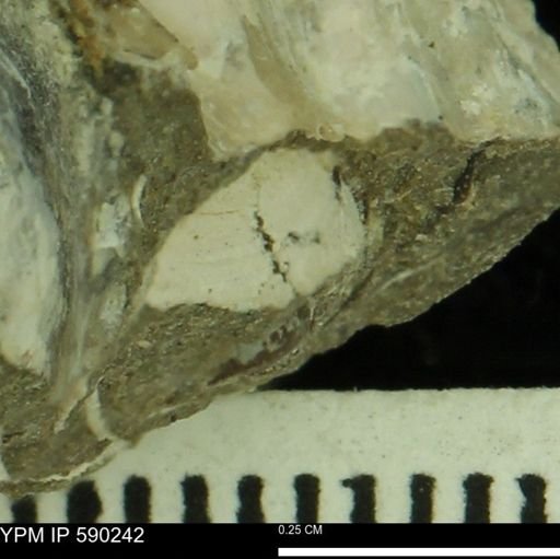 Cymbophora warrenana?