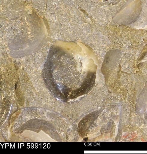 undet. Bryozoa