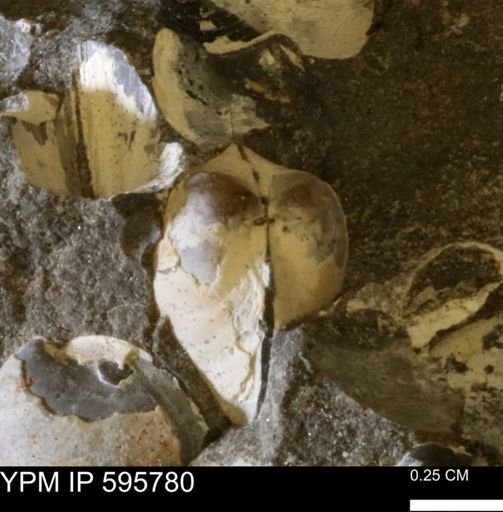 Protocardia sp.