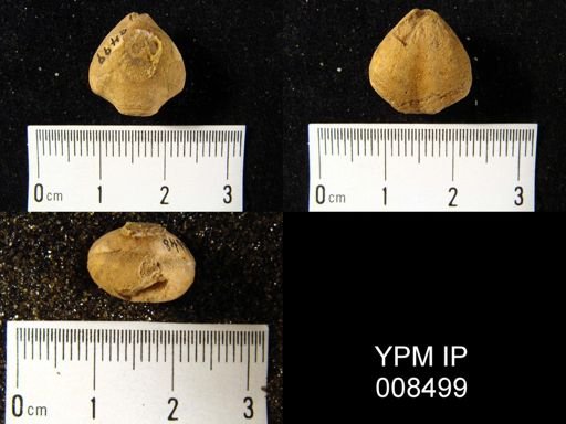 Composita trinuclea