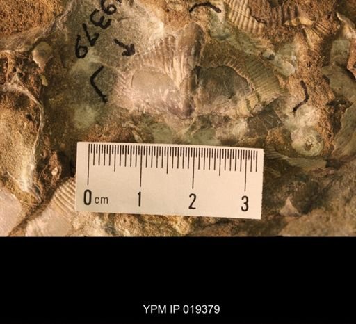 Cyrtospirifer preshoensis