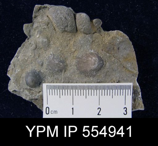 Rhipidomella uberis