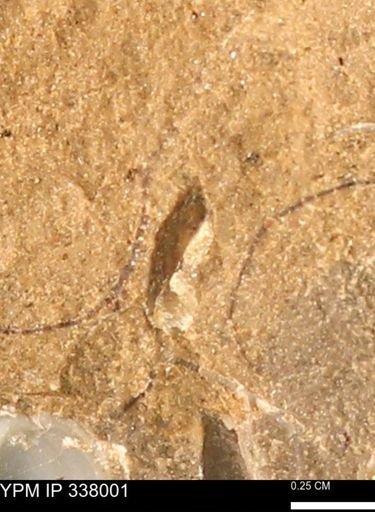 undet. Bivalvia