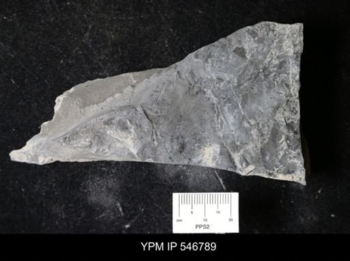 undet. Eurypterida