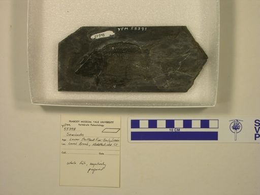 Semionotus sp.