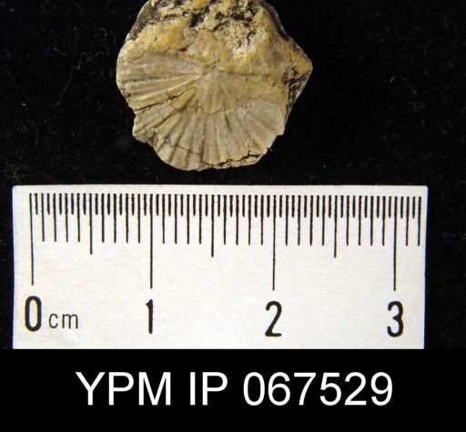 Strophonella punctulifera