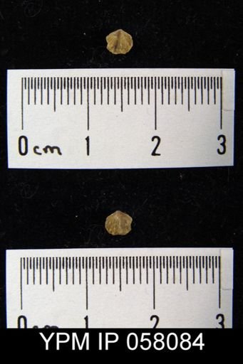 Anoplotheca concava