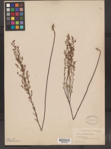 Lechea leggettii