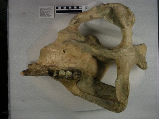 Achaenodon robustus