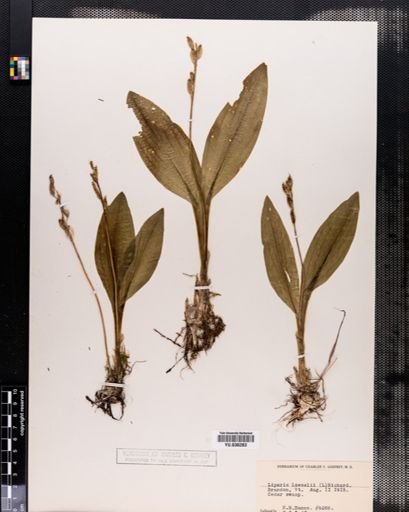 Liparis loeselii