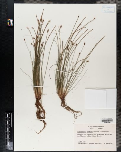 Plantae