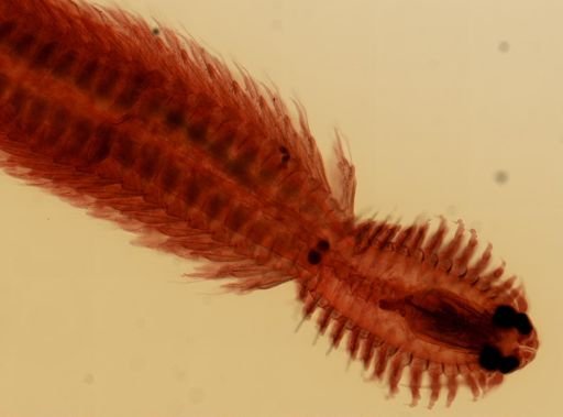 Odontosyllis