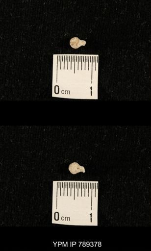undet. Bryozoa