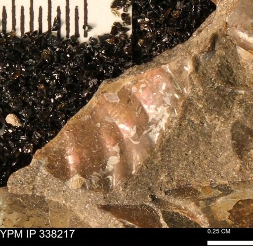 undet. Ammonoidea