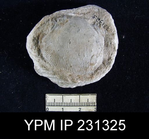 Linoproductus missouriensis