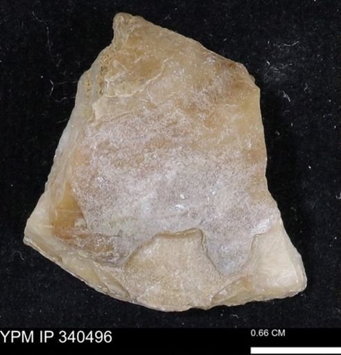 Ostrea glabra