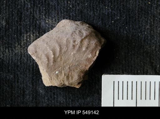 undet. Ammonoidea