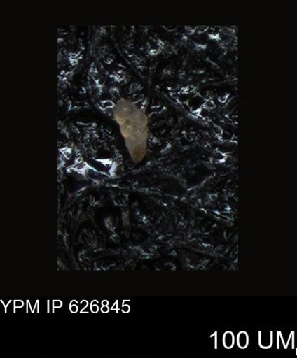 undet. Foraminiferida